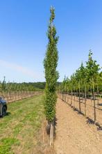 Betula pendula Fastigiata beveerd