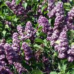 Syringa Vulgaris - Gewone Sering (Kale Wortel) - 40-60 Cm, Ophalen of Verzenden, 100 tot 250 cm