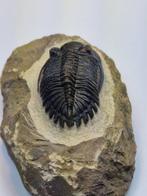 Trilobiet - Gefossiliseerd dier - Hollardrops - 9.5 cm