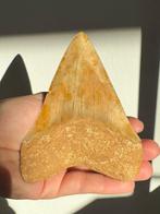 Megalodon - Fossiele tand - Carcharocles megalodon - 11.5 cm