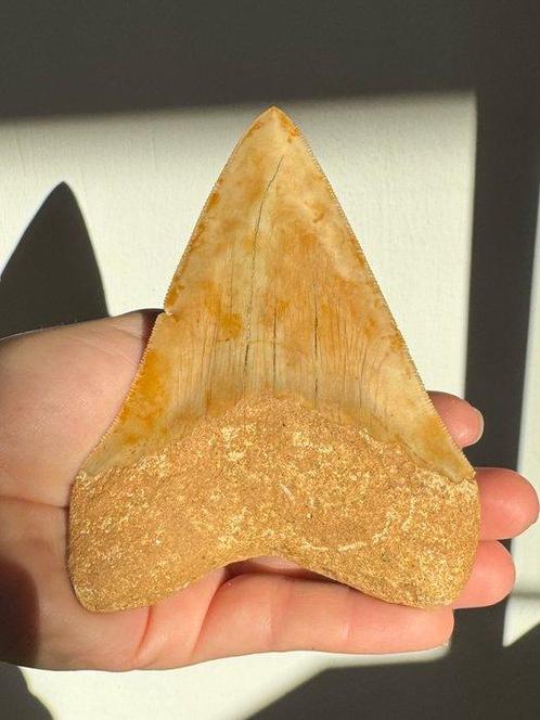 Megalodon - Fossiele tand - Carcharocles megalodon - 11.5 cm, Verzamelen, Mineralen en Fossielen