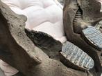 Wolharige mammoet - Fossiele schedel - 45 cm - 37 cm, Verzamelen, Mineralen en Fossielen