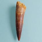 Dinosaurus - Fossiele tand - Spinosaurus aegyptiacus - 85 mm