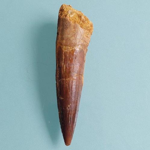 Dinosaurus - Fossiele tand - Spinosaurus aegyptiacus - 85 mm, Verzamelen, Mineralen en Fossielen