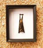 Vleermuis Taxidermie volledige montage - Cynopterus sphinx -, Nieuw