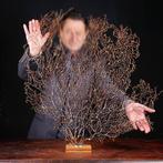 Natuurlijke zwarte Gorgonia - Een moderne Wunderkammer -, Nieuw