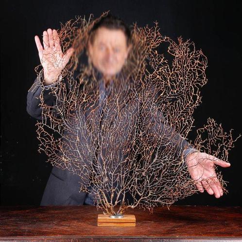 Natuurlijke zwarte Gorgonia - Een moderne Wunderkammer -, Verzamelen, Dierenverzamelingen