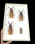 World longhorn beetles Collection  (39X26 cm ) -  - Diorama, Verzamelen, Dierenverzamelingen, Nieuw