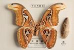 Atlasmot Taxidermie volledige montage - Attacus atlas with, Antiek en Kunst