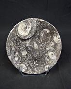 Bord met amonite - Een uniek handgemaakt kunstwerk - Fossiel