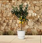 Citrus Lemon (Citroenboom) | 150 cm - Ø24cm, Huis en Inrichting, Verzenden