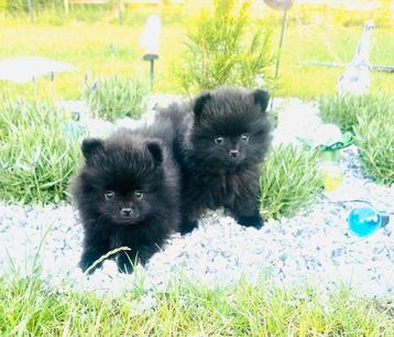Bear face pomeranian pomeriaan teefjes, ouders aanwezig beschikbaar voor biedingen