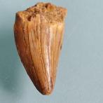 Dinosaurus - Fossiele tand - Abelisauridae - 23 mm - 13 mm