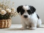 Leuke Gezelschapshondjes., Nederland, Parvo, Overige rassen, 8 tot 15 weken