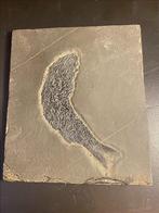 Perfecte vis - Gefossiliseerd dier - Palaeoniscus - 12 cm -