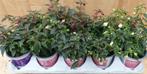 Fuchsia s Bellenplant 10 potjes in tray kleur mix - Warentui, Verzenden