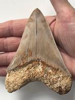 Megalodon-tand 11,3 cm - Fossiele tand - Carcharocles