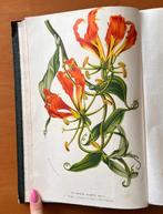Louis van Houtte - Flore des Serres - 1845