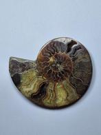 Ammoniet - Gefossiliseerde schelp - Aioloceras (Cleoniceras), Verzamelen, Mineralen en Fossielen