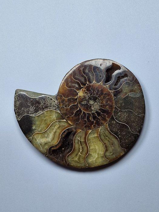 Ammoniet - Gefossiliseerde schelp - Aioloceras (Cleoniceras), Verzamelen, Mineralen en Fossielen