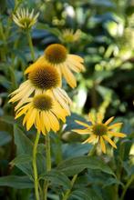 Zonnehoed Echinacea purpurea Harvest Moon 5-10 Pot P9, Tuin en Terras, Planten | Tuinplanten