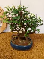 Japanese iep bonsai (Zelkova) - Hoogte (boom): 27 cm -, Antiek en Kunst