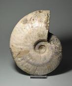 Ammoniet - Gefossiliseerde schelp - Aioloceras (Cleoniceras), Verzamelen