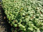 Geranium macrorrhizum ooievaarsbek, Halfschaduw, Zomer, Vaste plant, Bodembedekkers