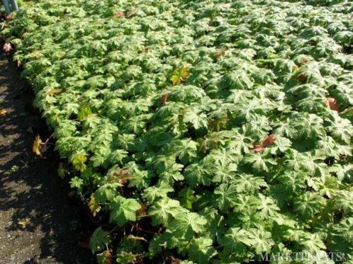 Geranium macrorrhizum ooievaarsbek, Tuin en Terras, Planten | Tuinplanten, Bodembedekkers, Vaste plant, Halfschaduw, Zomer, Ophalen of Verzenden