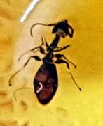 Natuurlijk Baltisch amber met fossiele insecten-inclusie van