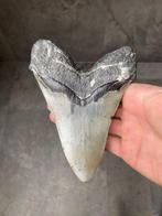 Megalodon - Fossiele tand - Otodus (Carcharocles) megalodon, Verzamelen, Mineralen en Fossielen