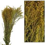 Solidago Grof droogbloemen Natural, Ophalen of Verzenden, Nieuw