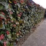 Rode beukenhaag - Fagus sylvatica ‘Atropunicea’ - 125-150 cm, Ophalen of Verzenden