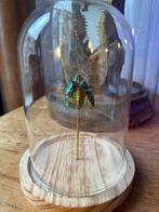 Kevel Taxidermie volledige montage - Polybothris sumptuosa -