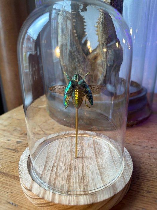 Kevel Taxidermie volledige montage - Polybothris sumptuosa -, Antiek en Kunst, Curiosa en Brocante