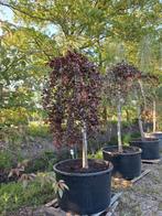 Fagus sylvatica atropurpurea pendula treurbeuk, Ophalen