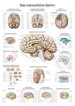 Anatomie poster hersenen (papier, 50x70 cm) + ophangsysteem, Verzenden, Nieuw