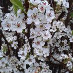 Sierpeer boomvorm | mooie bloesemboom | BetuweBomen