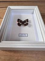 Vlinder Taxidermie wandmontage - Limenitris Reducta - 20.5, Nieuw