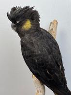 Geelstaartzwarte kaketoe Taxidermie volledige montage -, Verzamelen, Nieuw