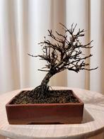 potentilla alba bonsai in bonsaischaal - Hoogte (boom): 15, Antiek en Kunst, Curiosa en Brocante