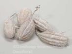 Jhinga fruit White Whash 10 st Zaaddozen, Hobby en Vrije tijd, Knutselen, Ophalen of Verzenden, Nieuw
