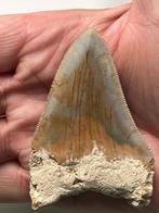 Megalodon tand 7,6 cm - Fossiele tand - Carcharocles, Antiek en Kunst