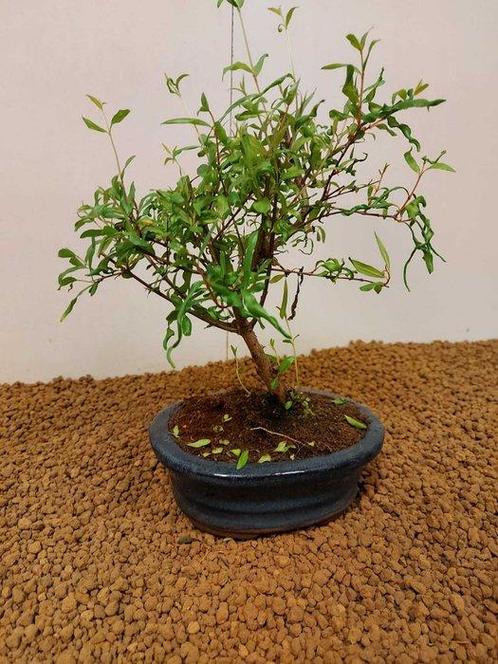 Dwerg granaatappel bonsai (Punica granatum) - Hoogte (boom):, Antiek en Kunst, Curiosa en Brocante