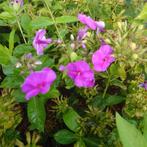 Phlox paniculata Ka-Pow Purple (Vaste planten), Zomer, Vaste plant, Ophalen of Verzenden, Overige soorten