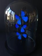 Ulysses Vlinders onder glazen stolp - Taxidermie volledige, Verzamelen, Dierenverzamelingen, Nieuw