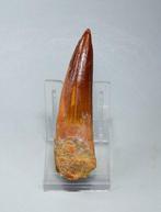 Fossiele tand - Spinosaurus sp.