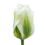 Bloembollen - 80 x Tulp Spring Green - groen met wit, Verzenden, Voorjaar, Volle zon, Bloembol