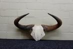 Large and heavy Blue Wildebeest Schedel - Connochaetes, Nieuw