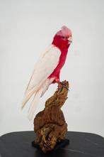 Roze Kaketoe Taxidermie volledige montage - Eolophus, Nieuw